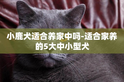 小鹿犬適合養家中嗎-適合家養的5大中小型犬
