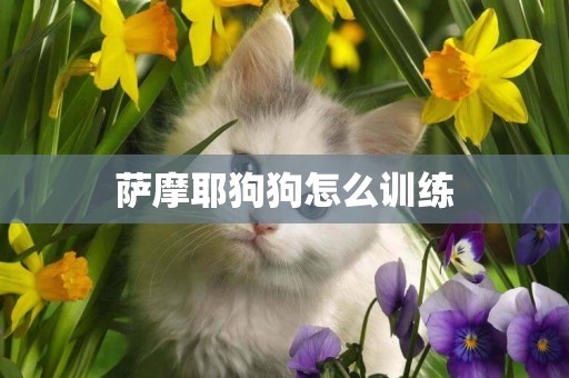 薩摩耶狗狗怎么訓練
