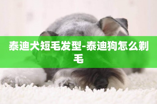 泰迪犬短毛發型-泰迪狗怎么剃毛