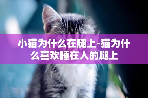 小貓為什么在腿上-貓為什么喜歡睡在人的腿上