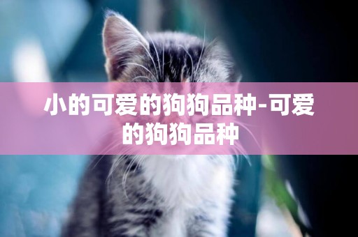 小的可愛的狗狗品種-可愛的狗狗品種