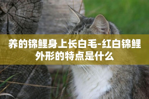 養的錦鯉身上長白毛-紅白錦鯉外形的特點是什么