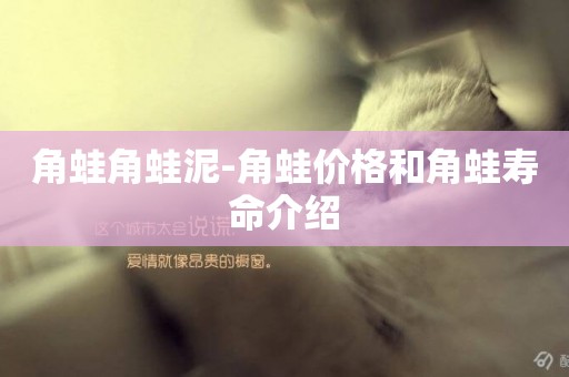 角蛙角蛙泥-角蛙價格和角蛙壽命介紹