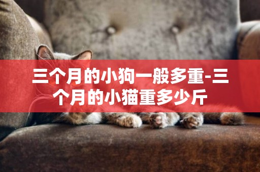 三個月的小狗一般多重-三個月的小貓重多少斤