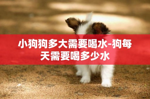 小狗狗多大需要喝水-狗每天需要喝多少水