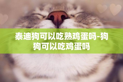 泰迪狗可以吃熟雞蛋嗎-狗狗可以吃雞蛋嗎