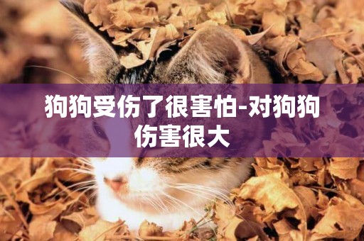 狗狗受傷了很害怕-對狗狗傷害很大