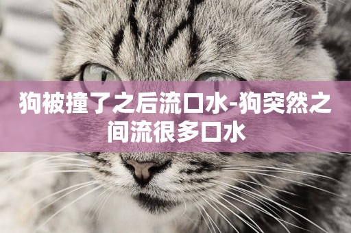 狗被撞了之后流口水-狗突然之間流很多口水