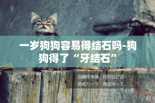 一歲狗狗容易得結石嗎-狗狗得了“牙結石”