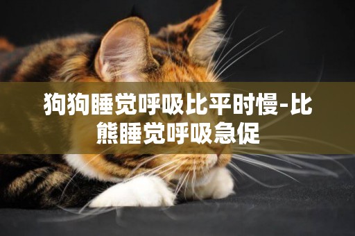 狗狗睡覺呼吸比平時慢-比熊睡覺呼吸急促