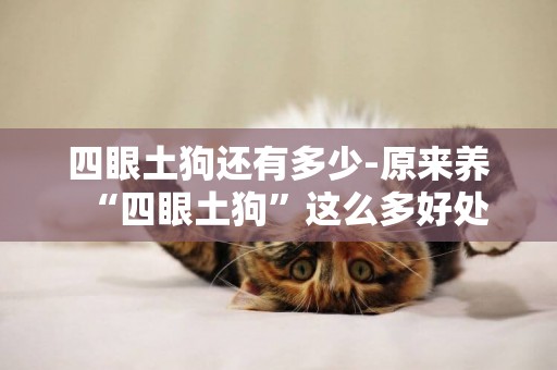 四眼土狗還有多少-原來養“四眼土狗”這么多好處