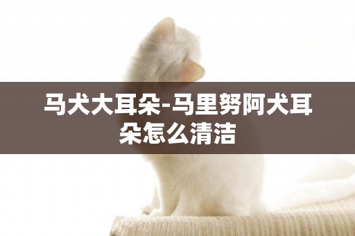 馬犬大耳朵-馬里努阿犬耳朵怎么清潔