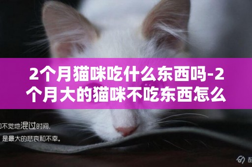 2個月貓咪吃什么東西嗎-2個月大的貓咪不吃東西怎么回事