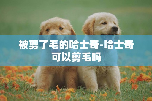 被剪了毛的哈士奇-哈士奇可以剪毛嗎