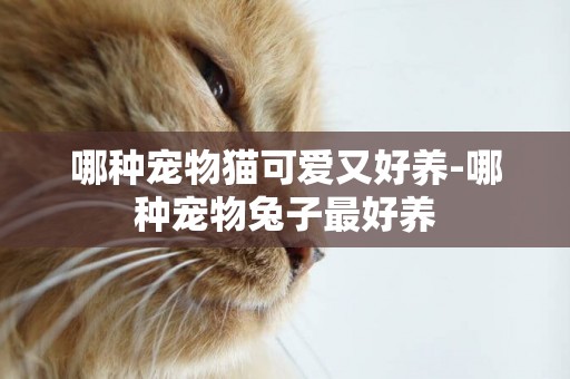 哪種寵物貓可愛又好養-哪種寵物兔子最好養
