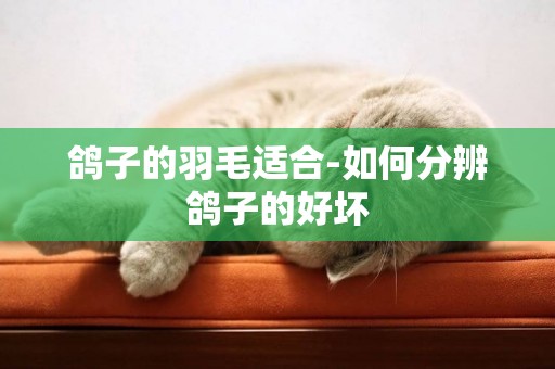 鴿子的羽毛適合-如何分辨鴿子的好壞