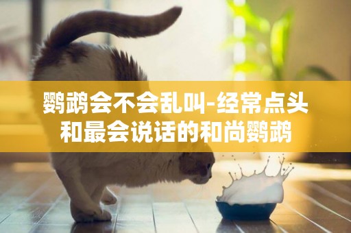 鸚鵡會不會亂叫-經常點頭和最會說話的和尚鸚鵡
