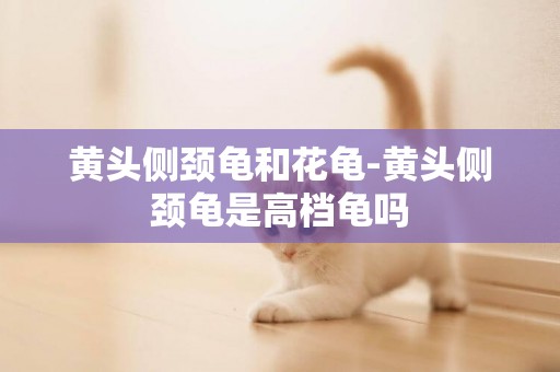 黃頭側頸龜和花龜-黃頭側頸龜是高檔龜嗎