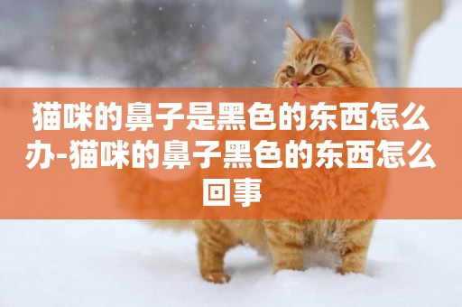 貓咪的鼻子是黑色的東西怎么辦-貓咪的鼻子黑色的東西怎么回事
