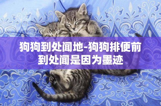 狗狗到處聞地-狗狗排便前到處聞是因為墨跡