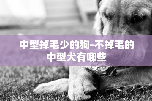 中型掉毛少的狗-不掉毛的中型犬有哪些
