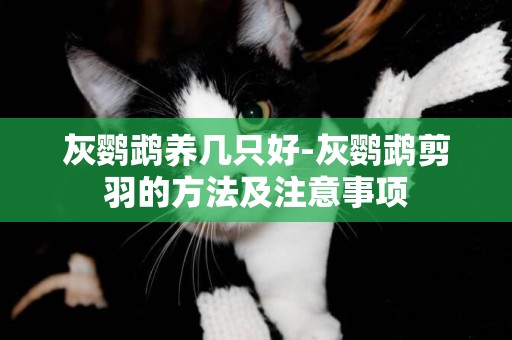 灰鸚鵡養幾只好-灰鸚鵡剪羽的方法及注意事項