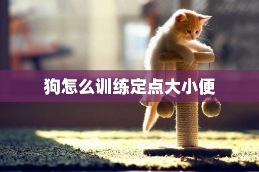 狗怎么訓練定點大小便