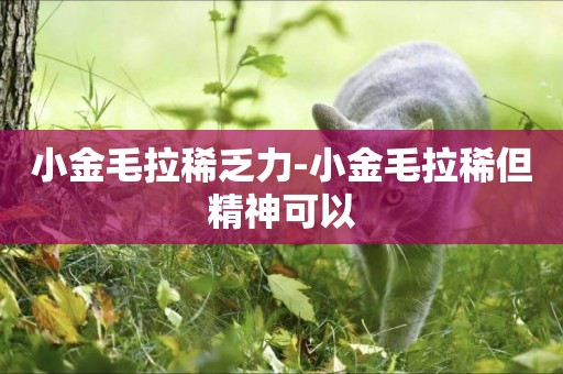 小金毛拉稀乏力-小金毛拉稀但精神可以