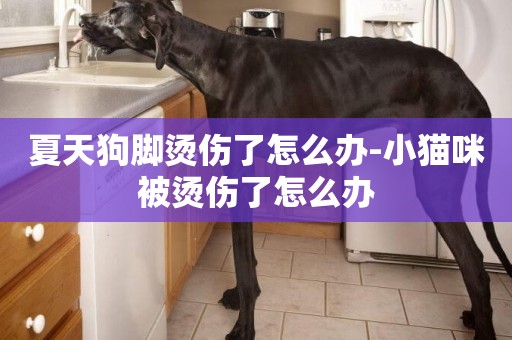 夏天狗腳燙傷了怎么辦-小貓咪被燙傷了怎么辦
