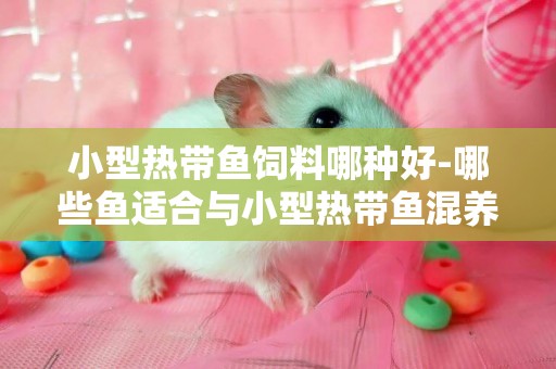 小型熱帶魚飼料哪種好-哪些魚適合與小型熱帶魚混養