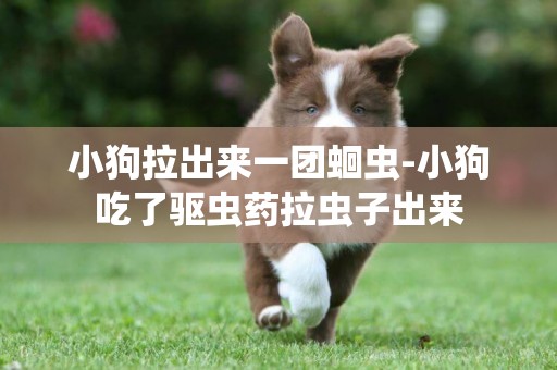 小狗拉出來一團蛔蟲-小狗吃了驅蟲藥拉蟲子出來