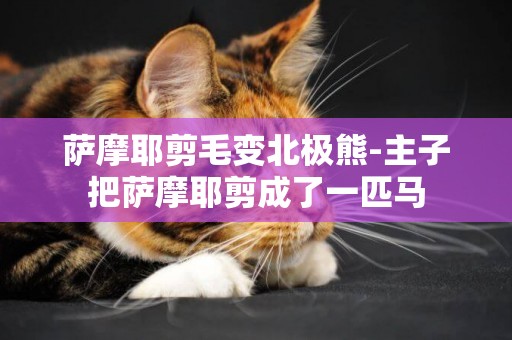 薩摩耶剪毛變北極熊-主子把薩摩耶剪成了一匹馬