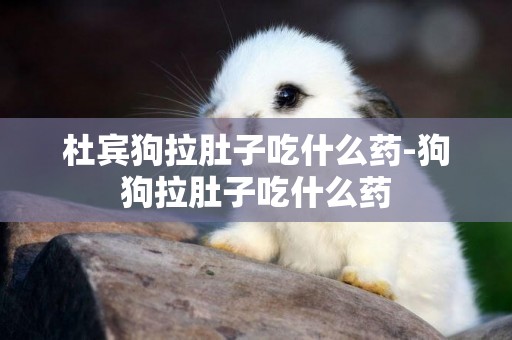 杜賓狗拉肚子吃什么藥-狗狗拉肚子吃什么藥