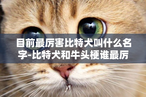 目前最厲害比特犬叫什么名字-比特犬和牛頭梗誰最厲害
