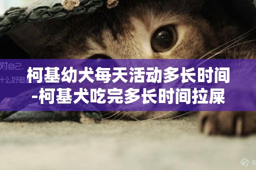 柯基幼犬每天活動多長時間-柯基犬吃完多長時間拉屎