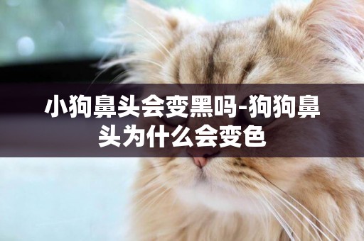 小狗鼻頭會變黑嗎-狗狗鼻頭為什么會變色
