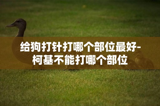 給狗打針打哪個部位最好-柯基不能打哪個部位