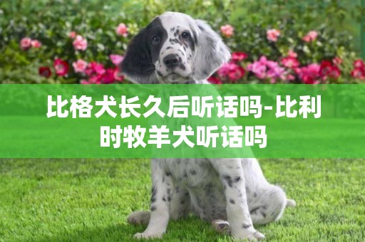 比格犬長久后聽話嗎-比利時牧羊犬聽話嗎