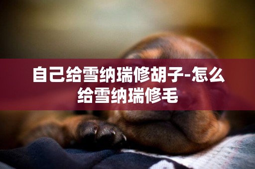 自己給雪納瑞修胡子-怎么給雪納瑞修毛