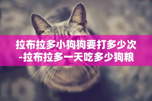 拉布拉多小狗狗要打多少次-拉布拉多一天吃多少狗糧