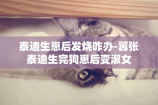 泰迪生崽后發燒咋辦-囂張泰迪生完狗崽后變淑女
