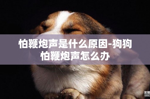 怕鞭炮聲是什么原因-狗狗怕鞭炮聲怎么辦
