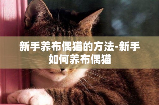 新手養布偶貓的方法-新手如何養布偶貓