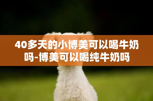 40多天的小博美可以喝牛奶嗎-博美可以喝純牛奶嗎