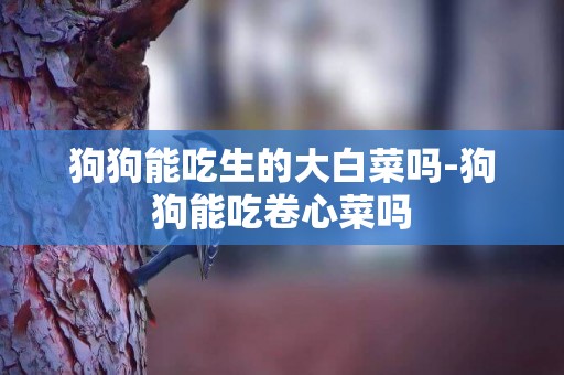 狗狗能吃生的大白菜嗎-狗狗能吃卷心菜嗎