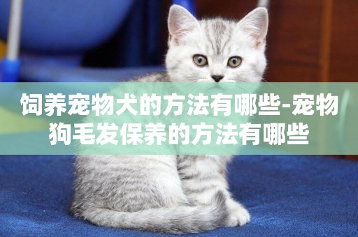 飼養寵物犬的方法有哪些-寵物狗毛發保養的方法有哪些
