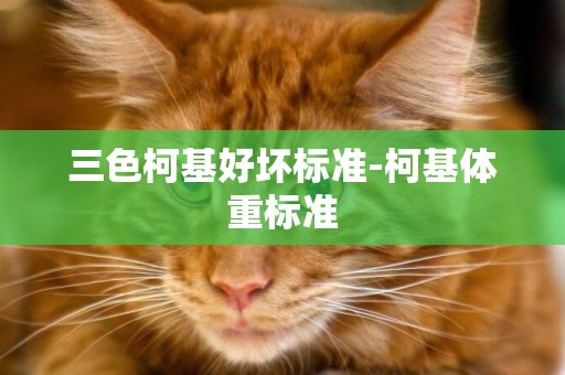 三色柯基好壞標準-柯基體重標準