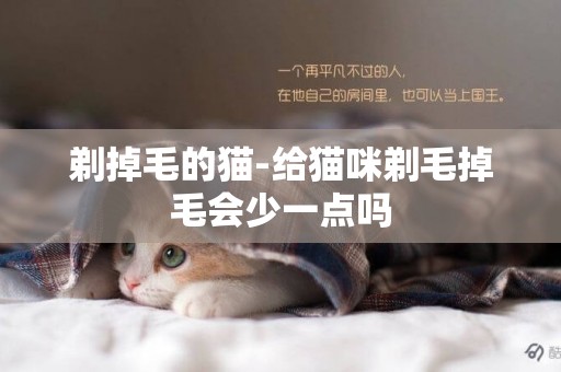 剃掉毛的貓-給貓咪剃毛掉毛會少一點嗎