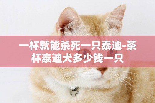 一杯就能殺死一只泰迪-茶杯泰迪犬多少錢一只