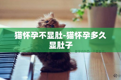 貓懷孕不顯肚-貓懷孕多久顯肚子